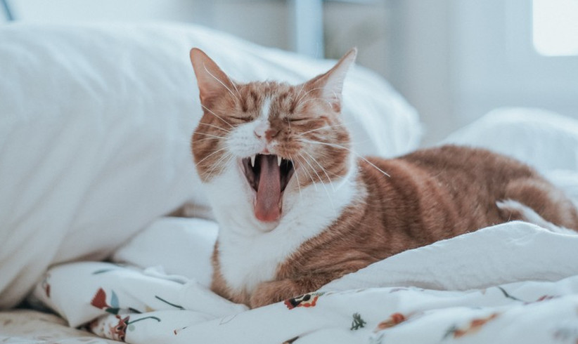 Cat Grandpa döst regelmäßig bei Tierheimkätzchen ein