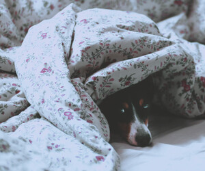 Frauen schlummern besser mit Hunden im Bett