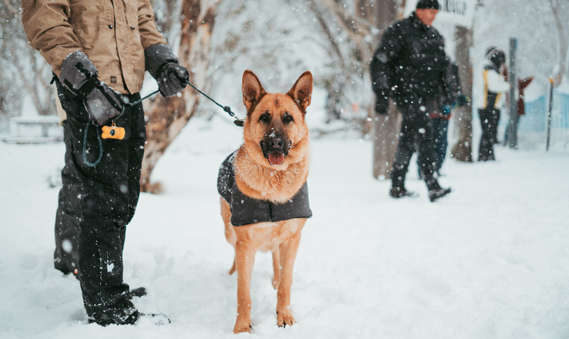 Das Arbeitstier Hund