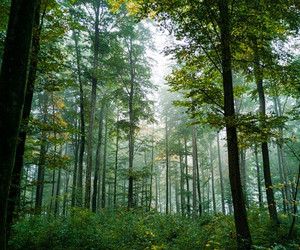 Klimaschutz: Die Plattform Deutschland Forstet auf