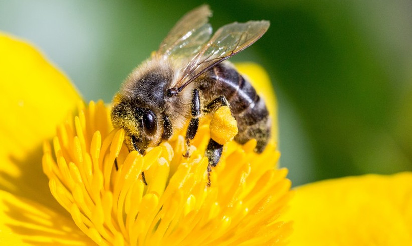 Eine Biene als Influencerin