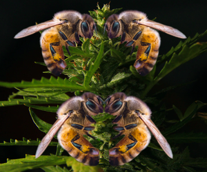 Bienen retten mit Cannabis