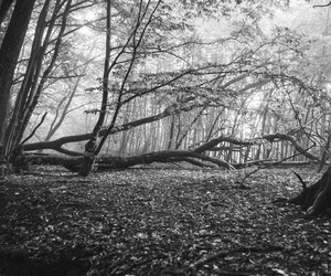 Ein neues Werkzeug für den Waldschutz