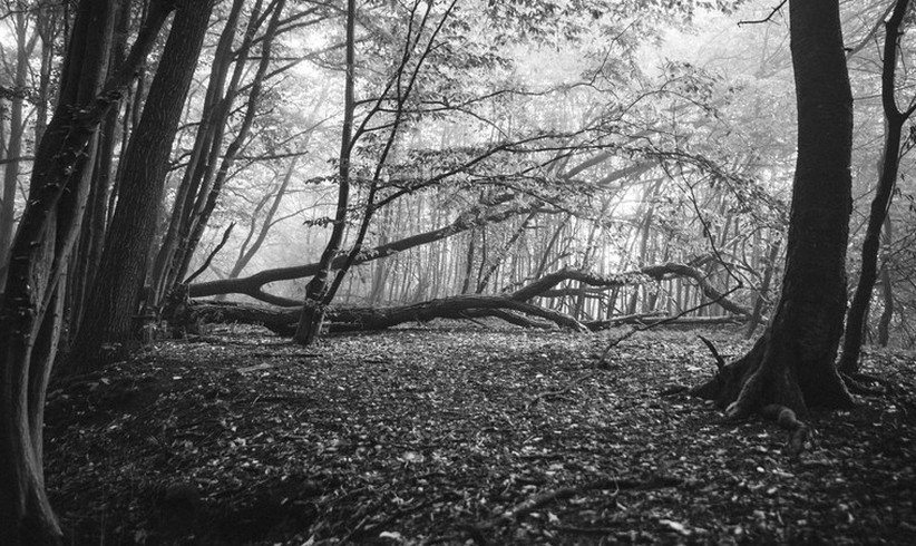 Ein neues Werkzeug für den Waldschutz