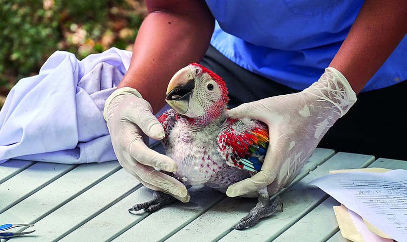 Als Tierärztin im Kampf gegen das Artensterben