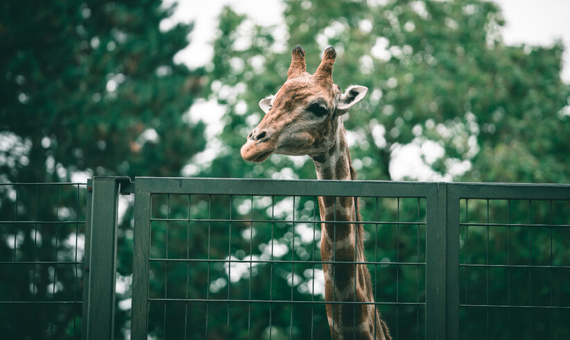 Die Sache mit den Zoos