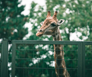 Die Sache mit den Zoos