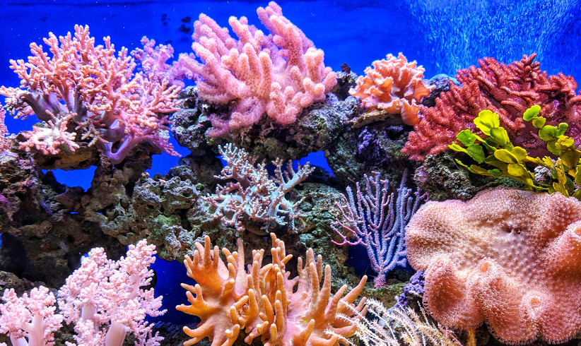 Mit LEGO-Steinen die Korallenriffe retten?