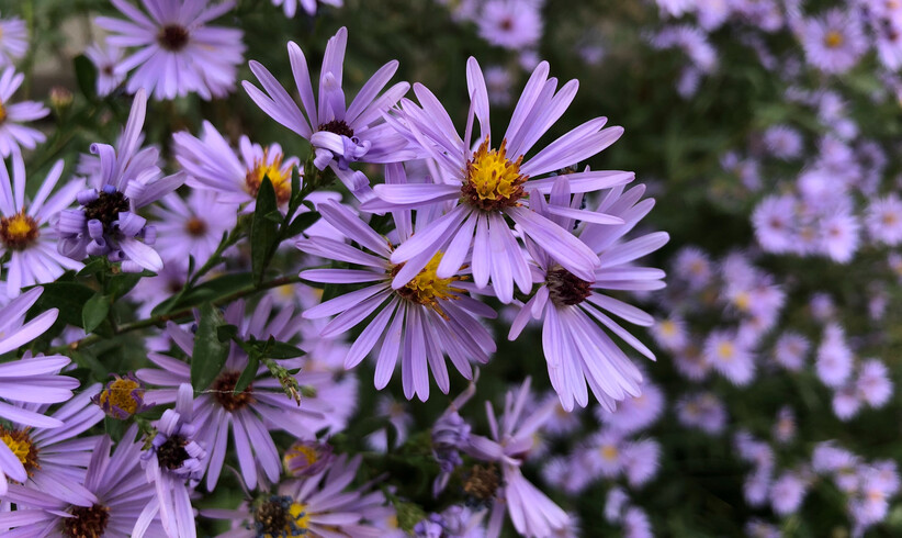 Florale Sternzeichen