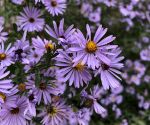 Florale Sternzeichen