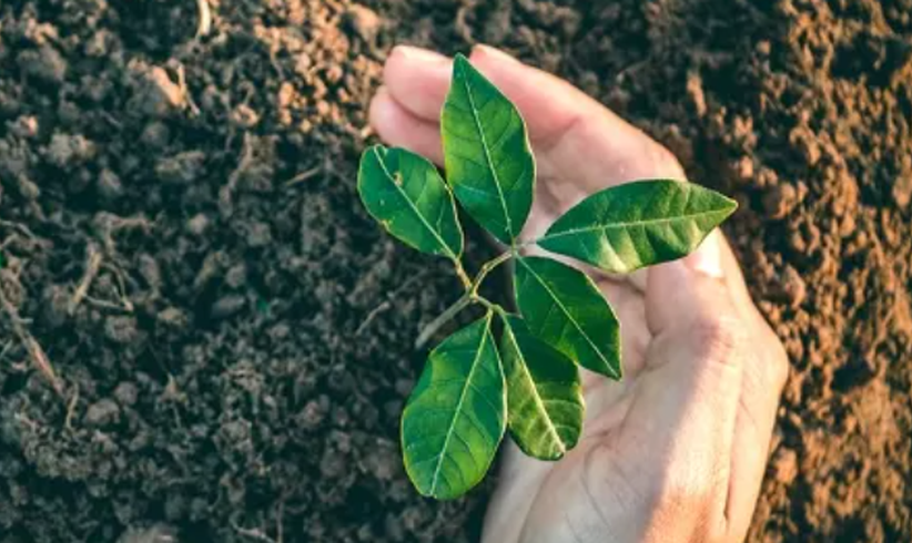 "O’pflanzt is – wir mischen den Wald auf"