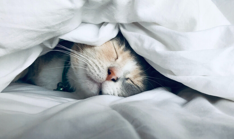 Haustiere im Bett für besseren Schlaf