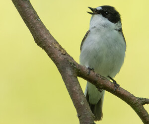 Der Vogel des Jahres steht fest