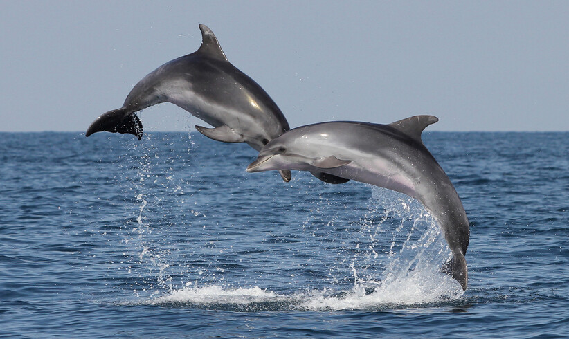 Delfine und ihre Rolle beim Thema Meeresschutz