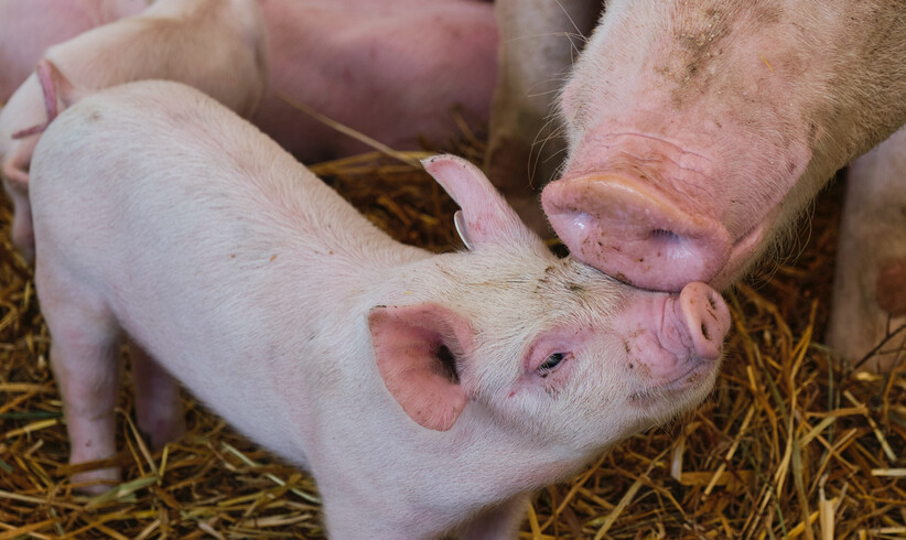 Metzger gegen Tiermord