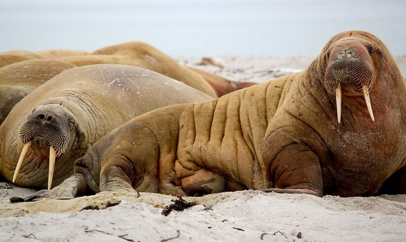 Walrus from Space 