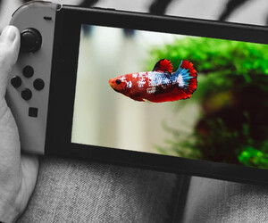 Nintendo Switch: Fisch begeht Kreditkartenbetrug