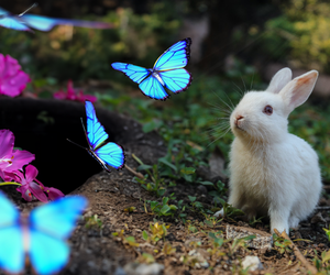 Wer folgt dem weißen Kaninchen?