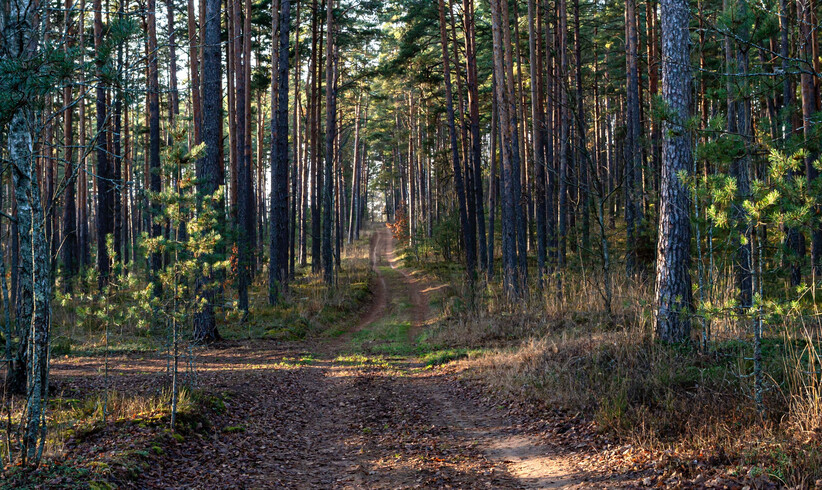 Die Natur neu entdecken 