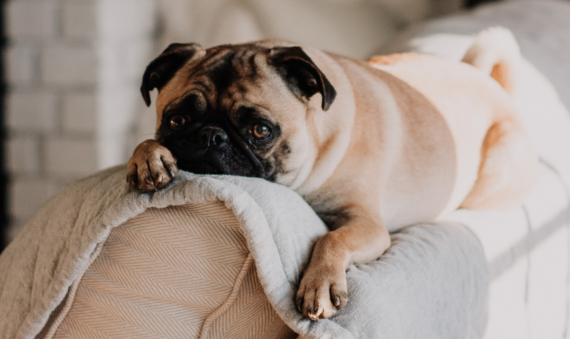 IKEA schützt Straßenhunde vor Gewitter egoFM das Radio für