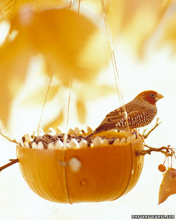 Kürbis Vogelfutterschale