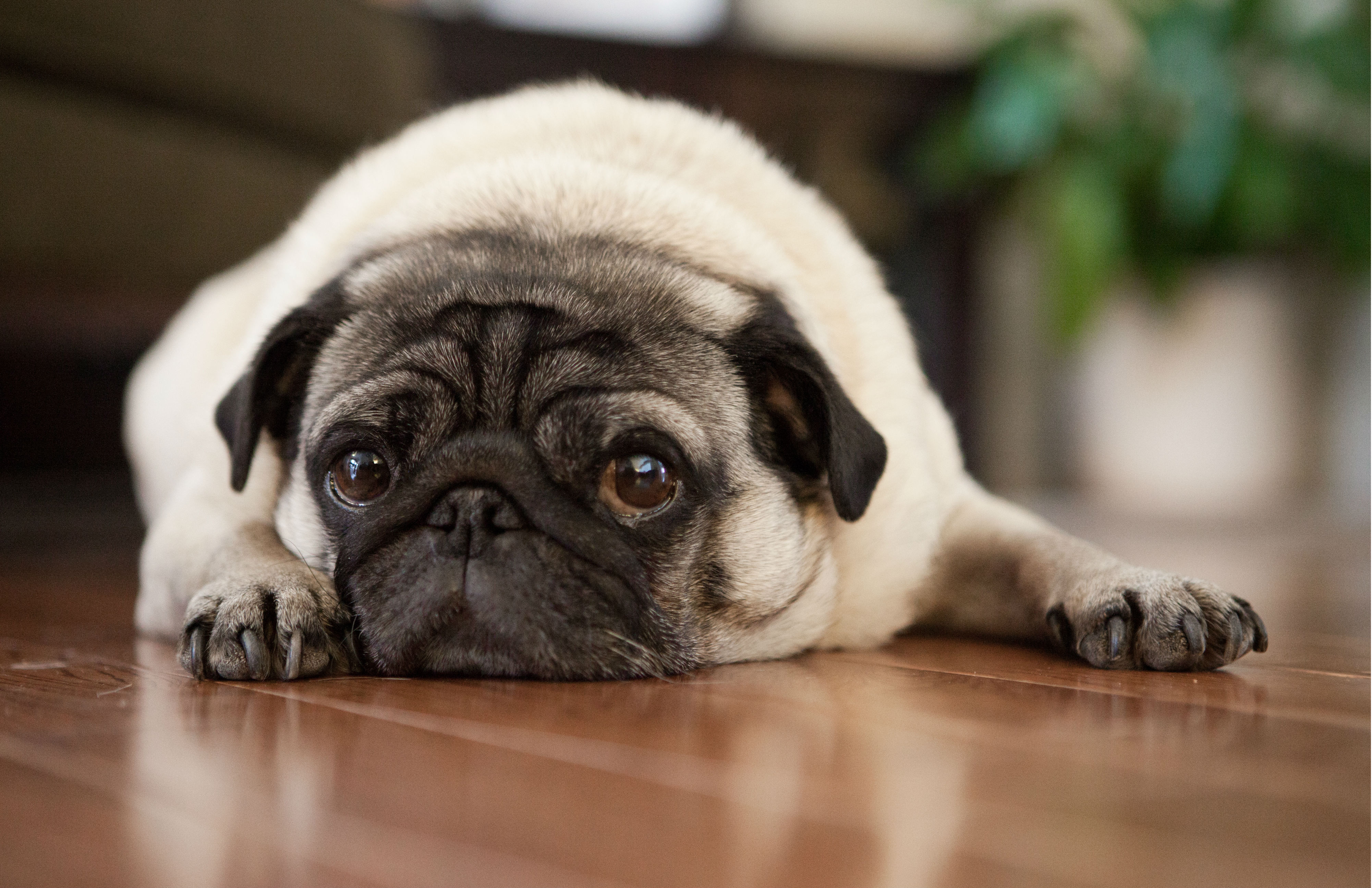 PUG