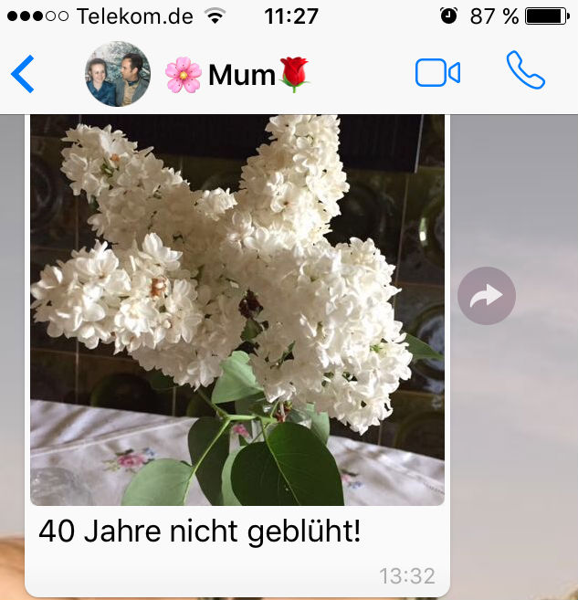 blume
