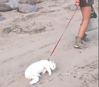 catgif1.gif
