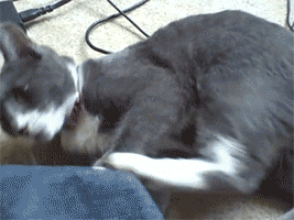 catgif10.gif