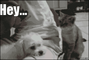 catgif11.gif