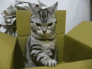 catgif14.gif