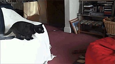 catgif15.gif