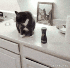 catgif16.gif