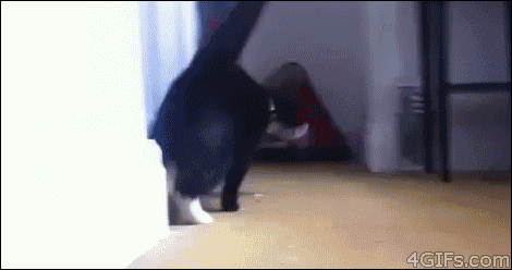 catgif17.gif