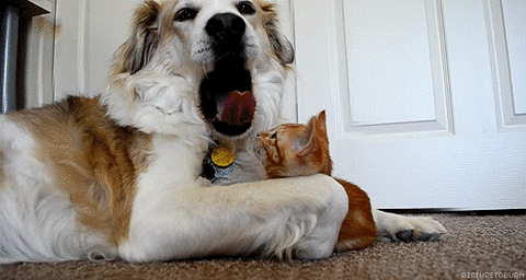 catgif2.gif