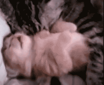 catgif3.gif