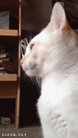 catgif4.gif