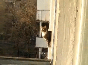 catgif5.gif