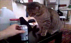 catgif8.gif
