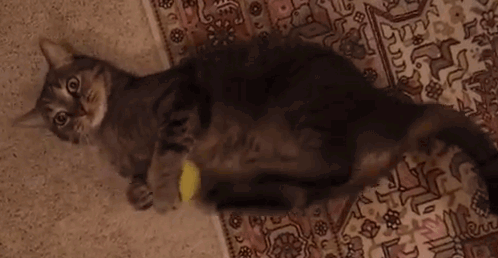 catgif9.gif