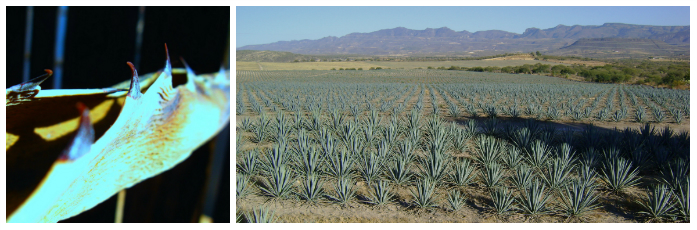 collage agave