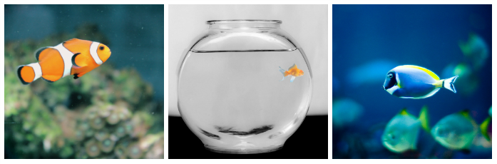 collage fische