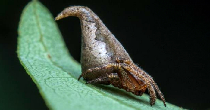 hut spinne