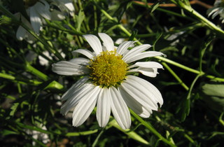 chrysanthemum_zawadskii_var_latilobum2.jpg