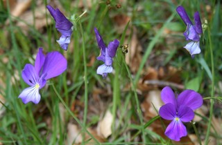 viola_aethnensis_messanensis_2.jpg